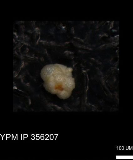 undet. Foraminiferida