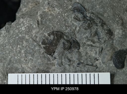 undet. Phacopidae