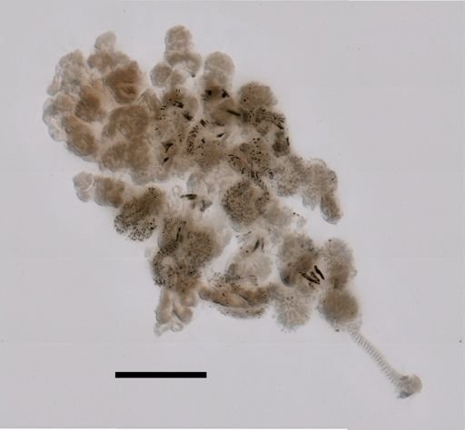 Desmophyes haematogaster