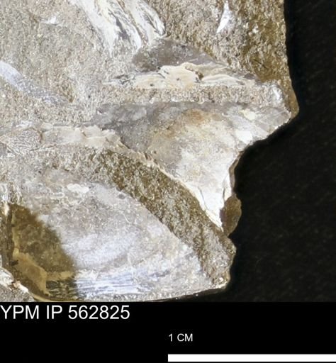 undet. Bivalvia