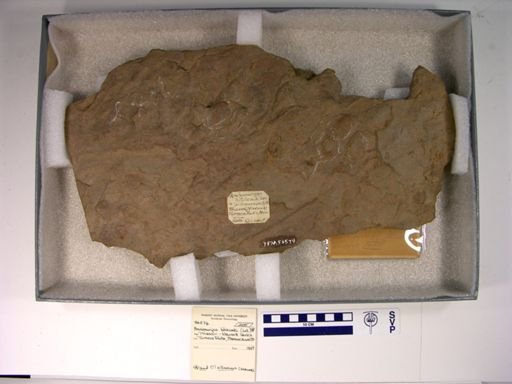 Anchisauripus hitchcocki
