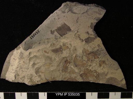 undet. Eurypterida