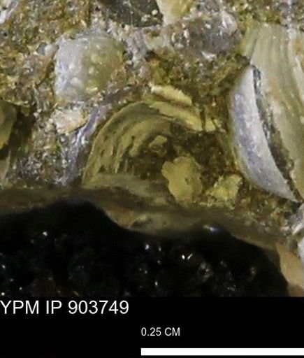 Corbulamella?