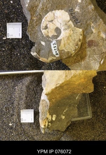 Hoploscaphites birkelundi