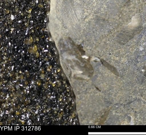 undet. Bivalvia