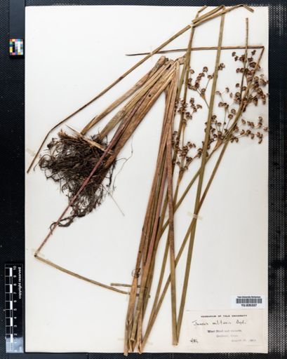 Juncus militaris