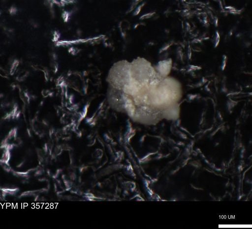 undet. Foraminiferida