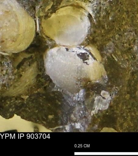 Corbulamella sp.