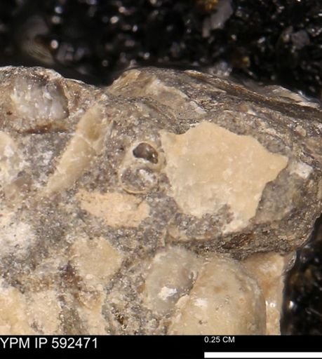 undet. Gastropoda