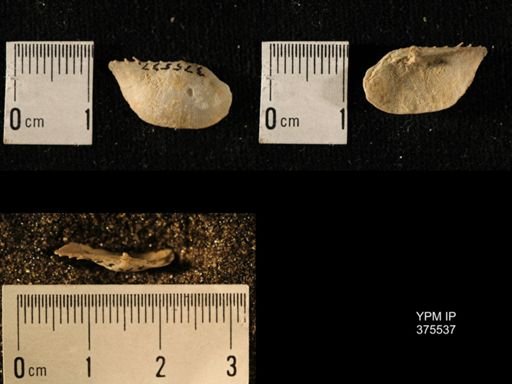 Chonetes granulifer