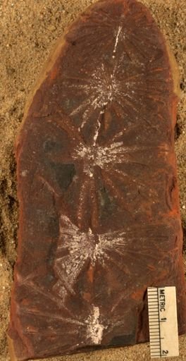 Annularia