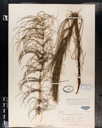 Equisetum