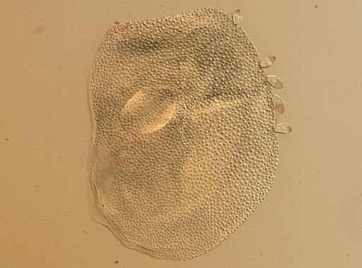 Lagisca impatiens