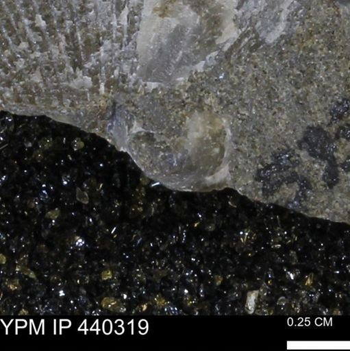 Protocardia subquadrata