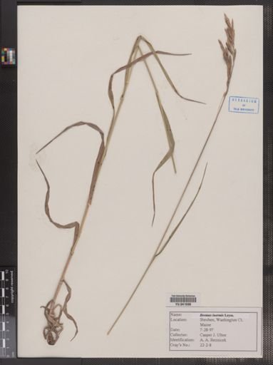 Bromus inermis