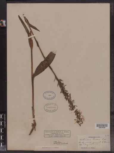 Habenaria lacera