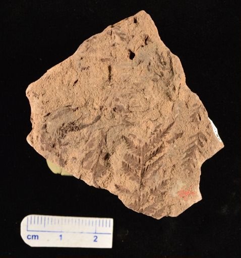 Cladophlebis sp.