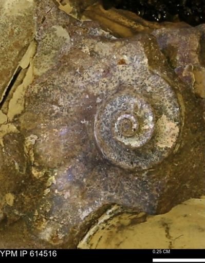 undet. Ammonoidea