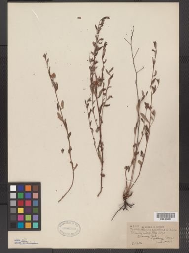 Helianthemum canadense