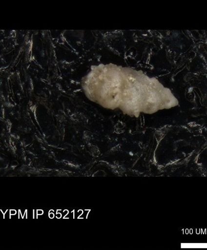 undet. Foraminiferida