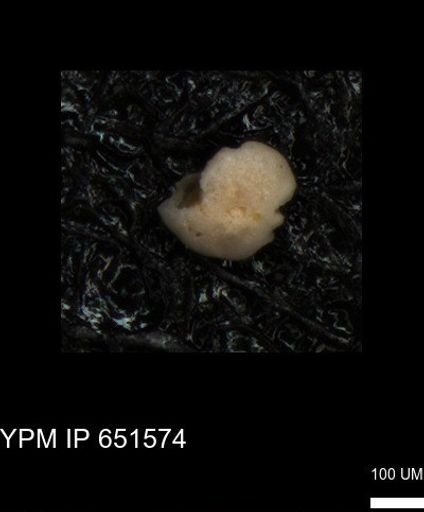 undet. Foraminiferida