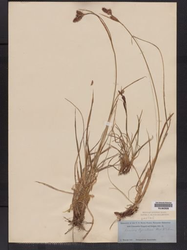 Carex
