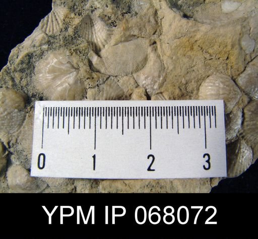 Stropheodonta sp.