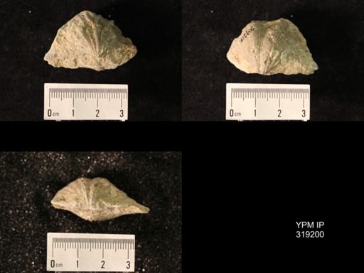 Spirifer cameratus
