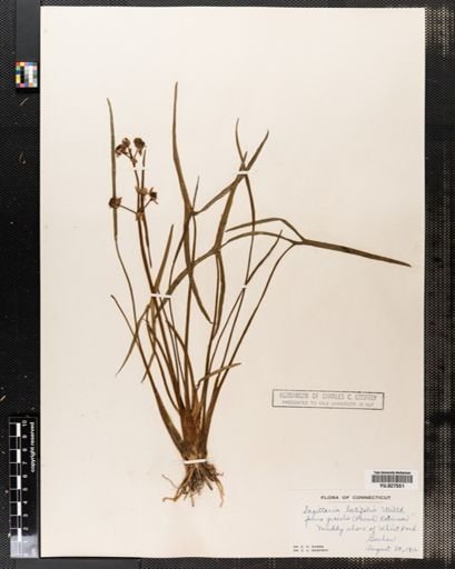 Sagittaria latifolia