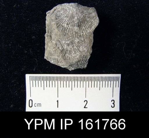 Schuchertella subplana