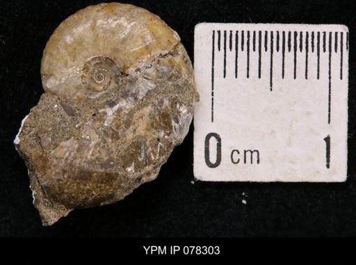 Hoploscaphites comprimus