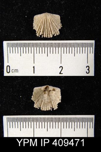 Glyptorthis?