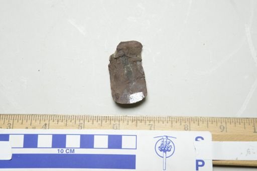 Geralinura carbonaria