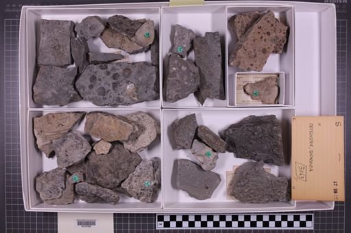 mixed taxa, stratigraphic collection