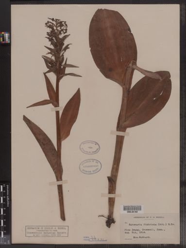 Habenaria fimbriata