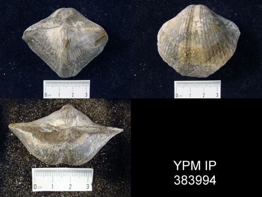 Costispirifer sp.