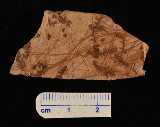 Azolla primaeva