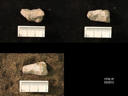 Marginifera wabashensis