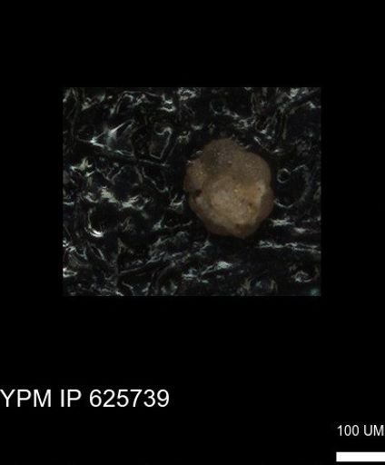 undet. Foraminiferida
