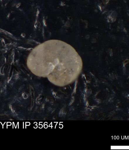 undet. Foraminiferida