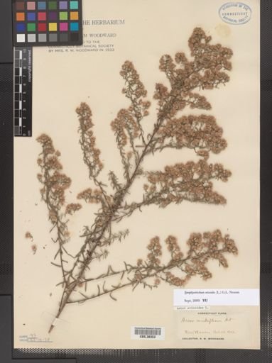 Symphyotrichum ericoides