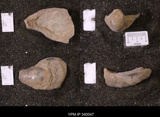 Ostrea glabra wyomingensis