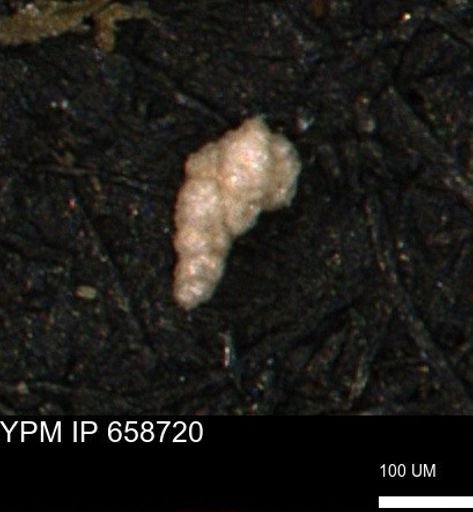Verneuilinoides kansasensis