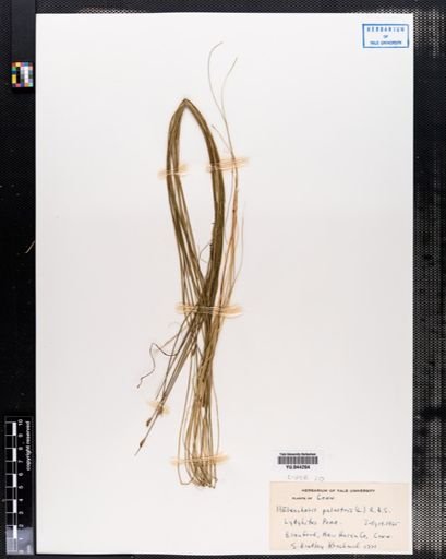 Eleocharis palustris
