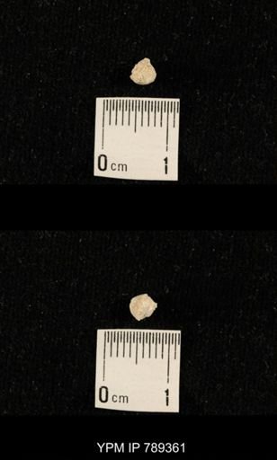 undet. Bryozoa