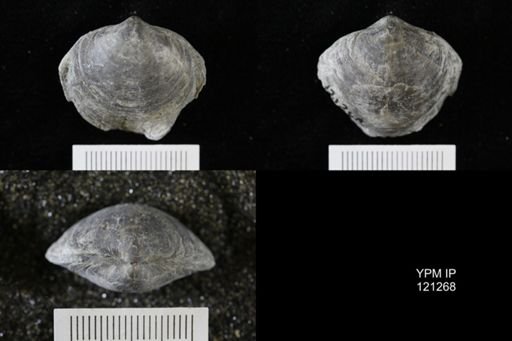 Athyris sp.