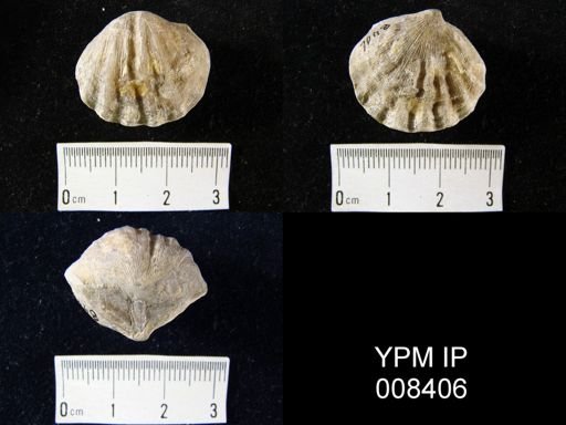 Meekella striatocostata