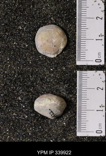 Kingena wacoensis