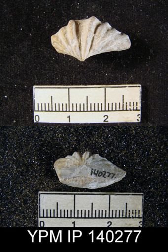 Spiriferina (Punctospirifer) cristata