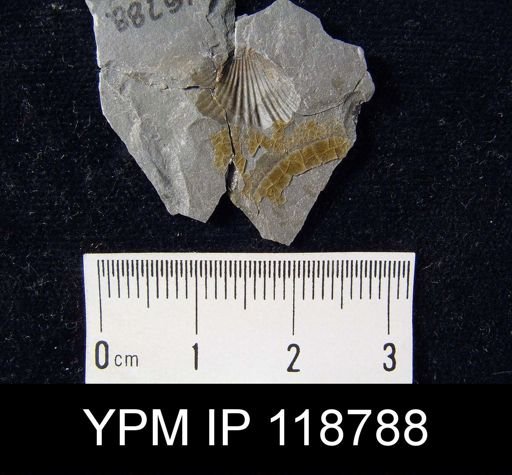 Camarotoechia rossbrookensis